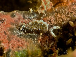 Thuridilla flavomaculata
