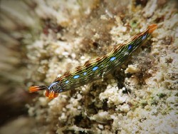 Thuridilla gracilis
