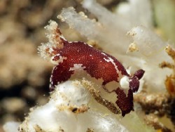 Trapania kamagong