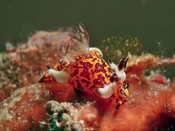Trapania miltabrancha (2)