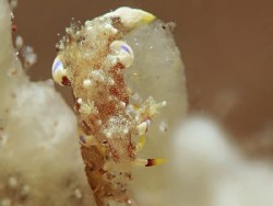 Trapania palmula