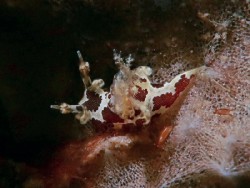 Trapania toddi