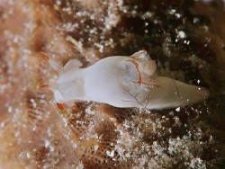 Trapania vitta