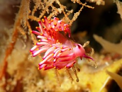 Trinchesia sibogae