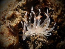Trinchesia sp. 1