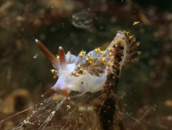 Trinchesia sp. 15