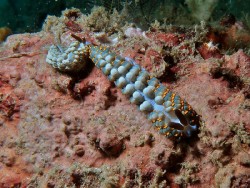 Trinchesia sp. 16