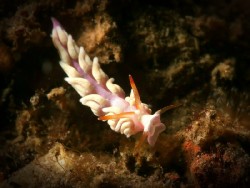 Trinchesia sp. 20 