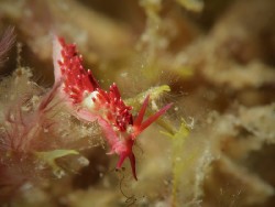 Trinchesia sp. 29