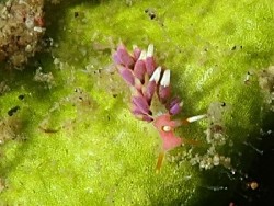 Trinchesia sp. 34