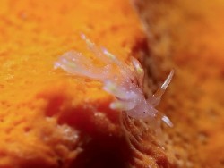 Trinchesia sp. 55