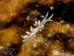 Trinchesia sp. 56