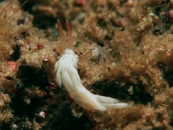 Trinchesia sp. 63
