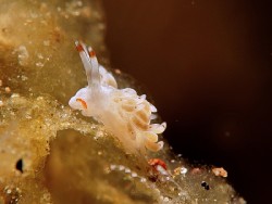 Trinchesia sp. 69