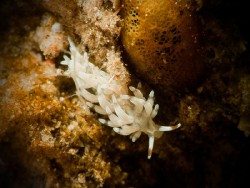 Trinchesia sp. 72
