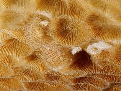 Trinchesia sp. 81