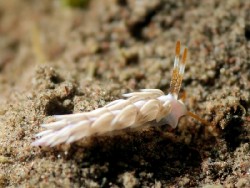 Trinchesia sp.