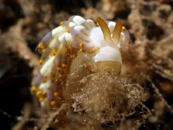 Trinchesia sp.15