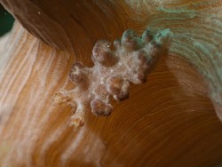 Tritonia sp. 3