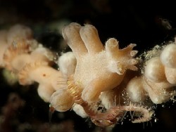 Tritonia sp. 4
