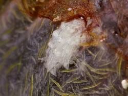 Tritoniopsis sp