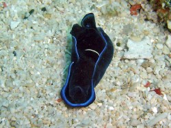 Tubolophilinopsis gardineri