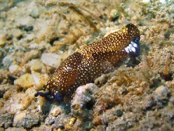 Tubolophilinopsis reticulata