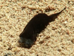 Tubolophilinopsis sp.