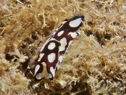 Tubulophilinopsis pilsbryi