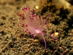 Unidentia sandramillenae