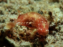 Vellicolla muscaria