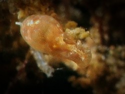 Vellicolla sp.