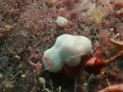 Verconia decussata