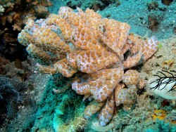 phyllodesmium longicirrum